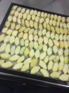 Apple slices being dried