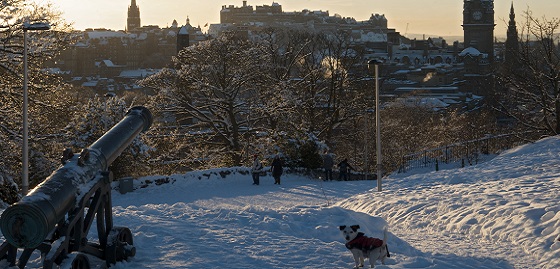 snowy scene with a dog in the foreground